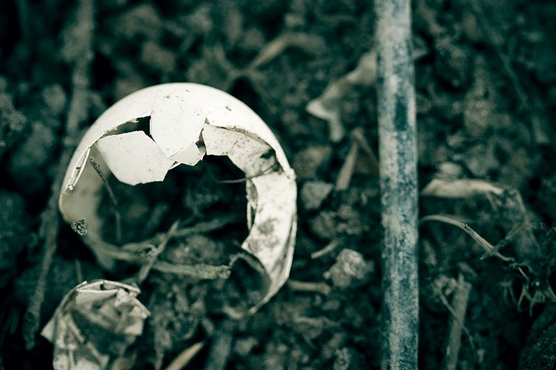 A broken eggshell beside a small black irrigation hose.