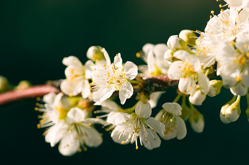 Numerous white fruit tree blossoms.