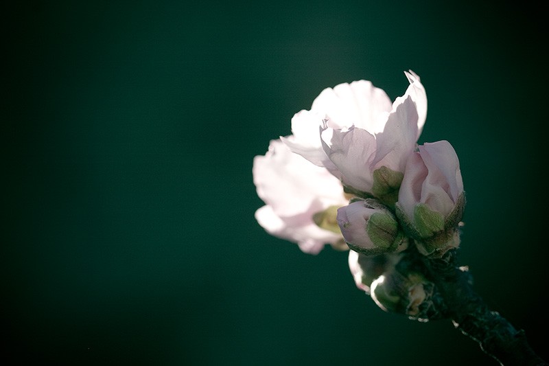 An almond blossom.