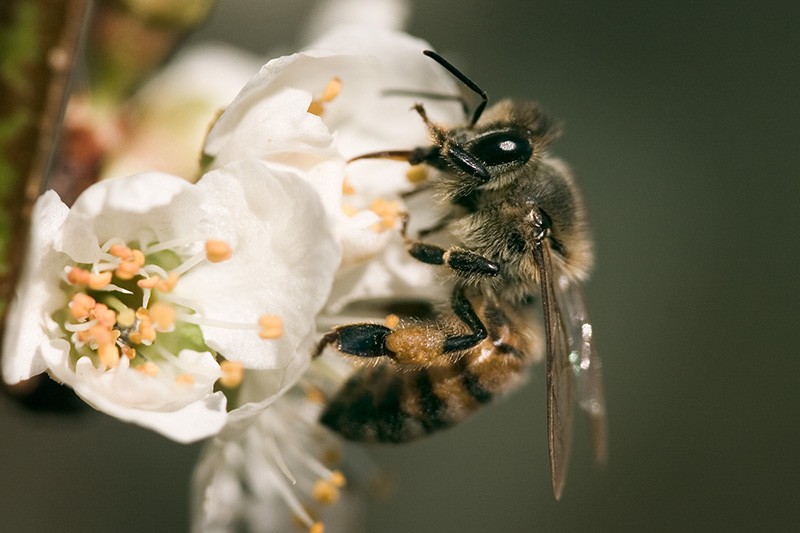 A honey bee drinking from a plum blossom.