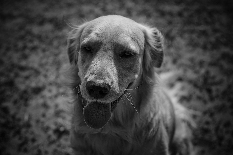 A Golden Retriever panting.