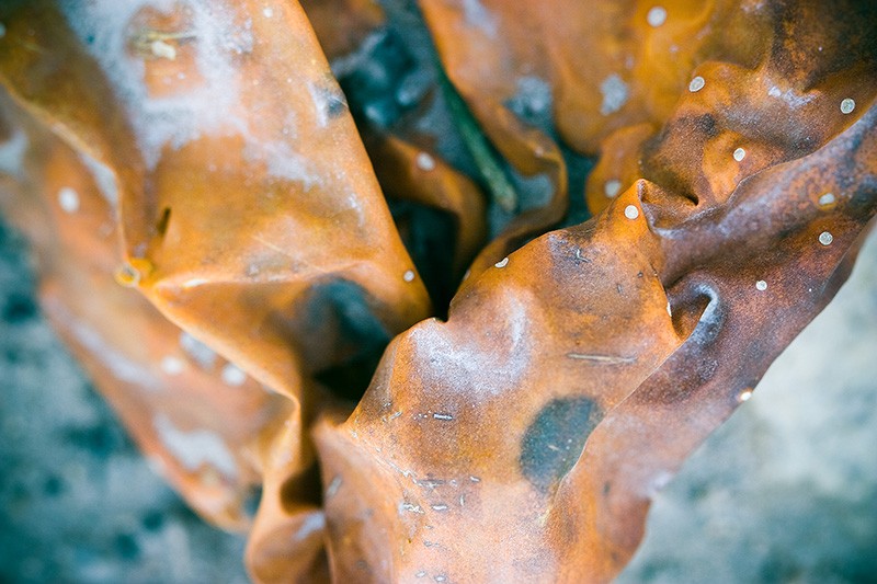 A dried, crumpled pickling cucumber.