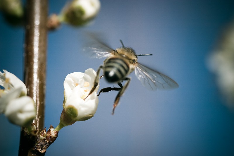 A honey bee flying away from a plum blossom.