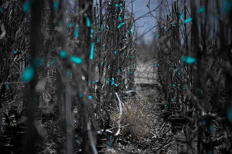 Two rows of potted grapevines, tied to bamboo posts with green tape.