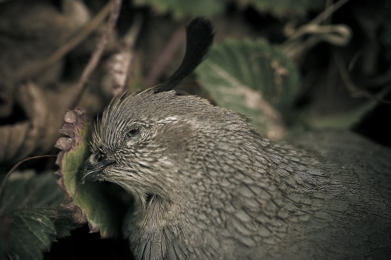 A dead quail lying among strawberry leaves.