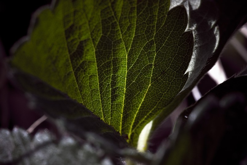 A backlit strawberry leaf.
