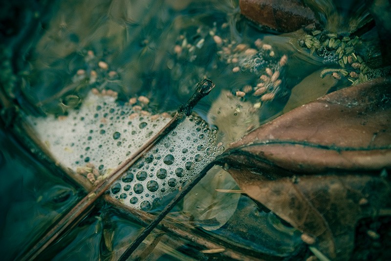 A dead leaf below the surface of a river, with bubbles above.