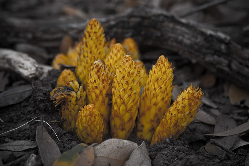 Yellow fungi on the forest floor.
