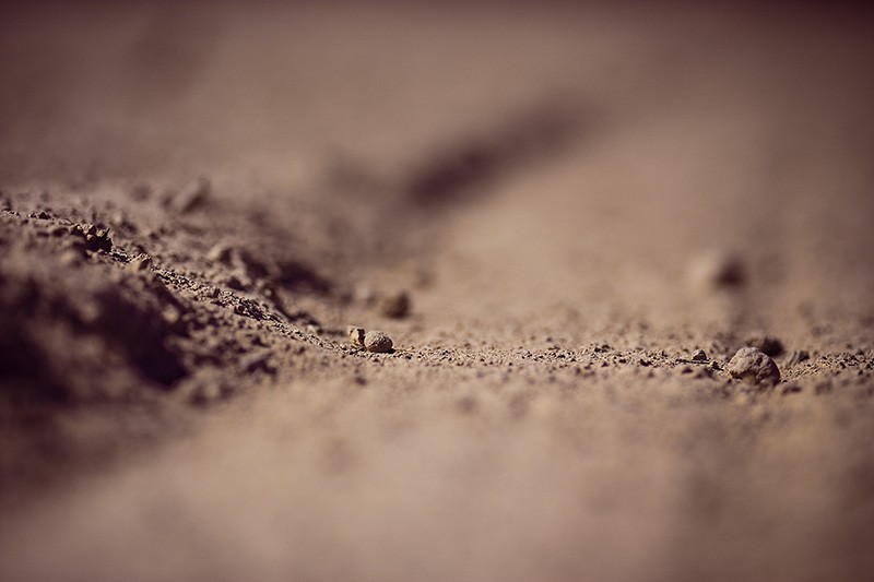 Two lines in the dirt, resembling a road going off into the distance.
