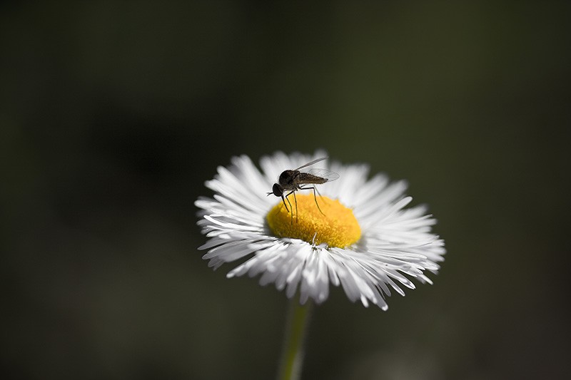 A fly drinking from a white flower.