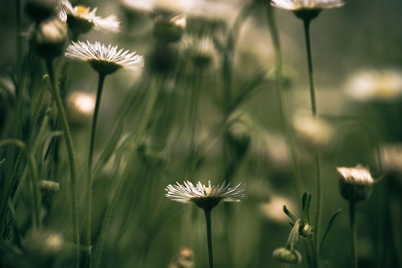 White flowers, vaguely resembling heavily stylized people wearing silly, flower-shaped hats.