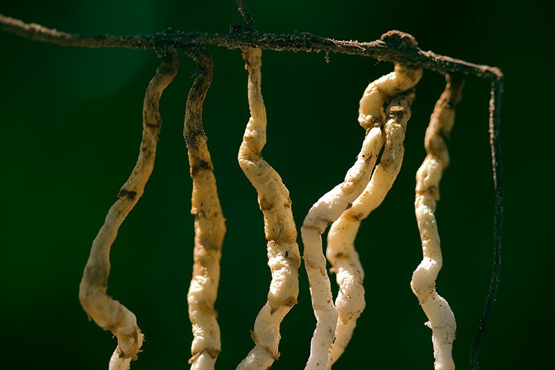 Six vertical roots hanging from a single horizontal root, resembling aquatic creatures hanging on a line.