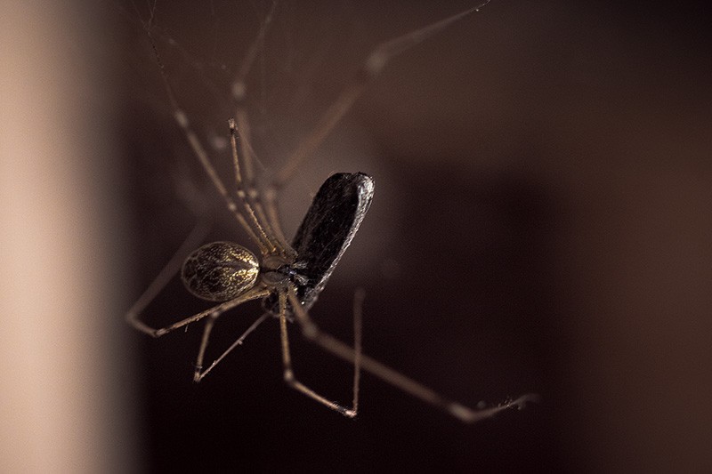 Spider holding an insect it has just finished wrapping.