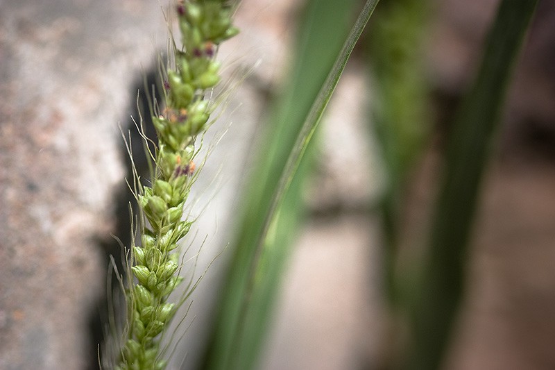 A grass seed head in front of a cement wall, with blades of grass between.