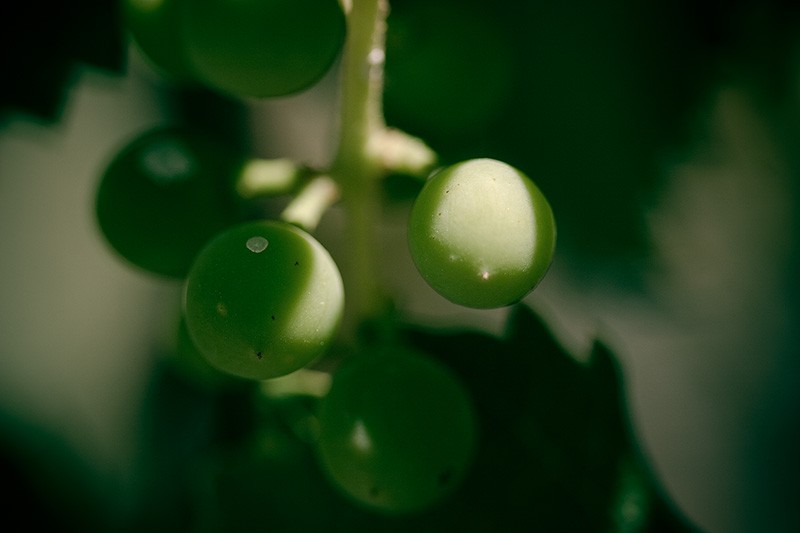 A small cluster of unripened grapes.