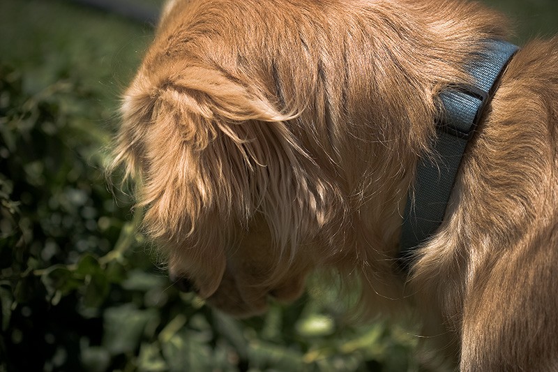 A Golden Retriever stares intently at something crawling through the bushes.
