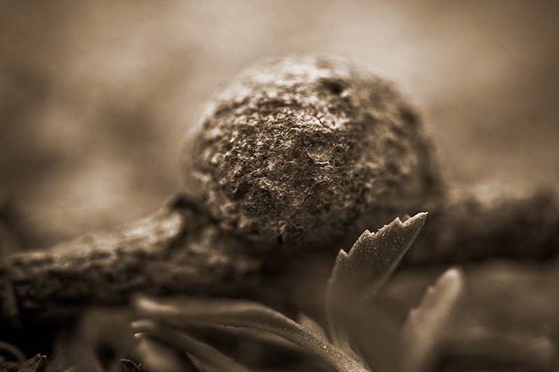 A swollen growth in a twig.