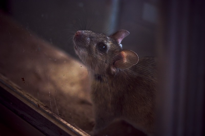 A large rat looking through a window.