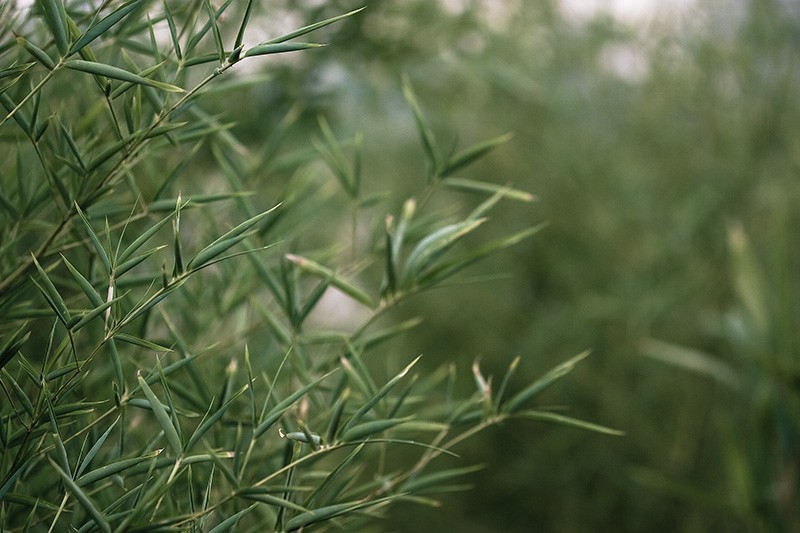 Bamboo leaves.