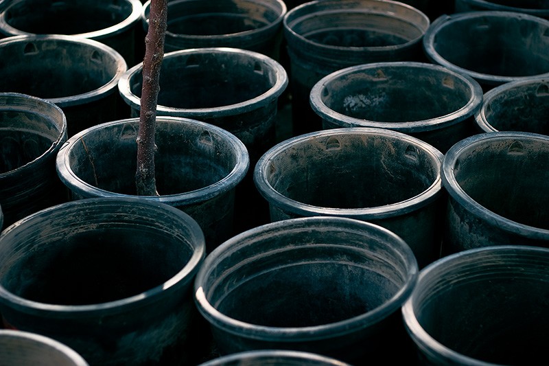 A dead fruit tree in a pot, surrounded by numerous empty pots.