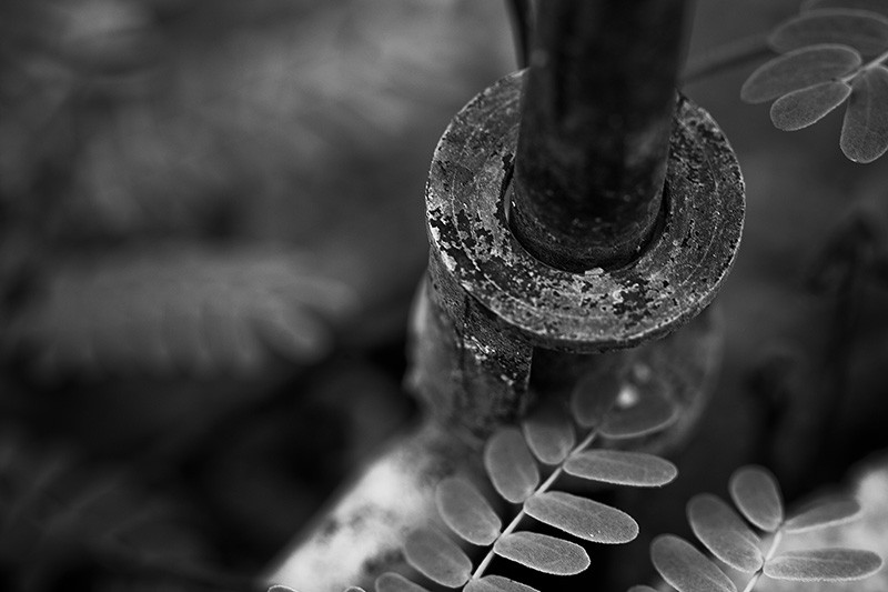 The base of a sprinkler among numerous weeds.
