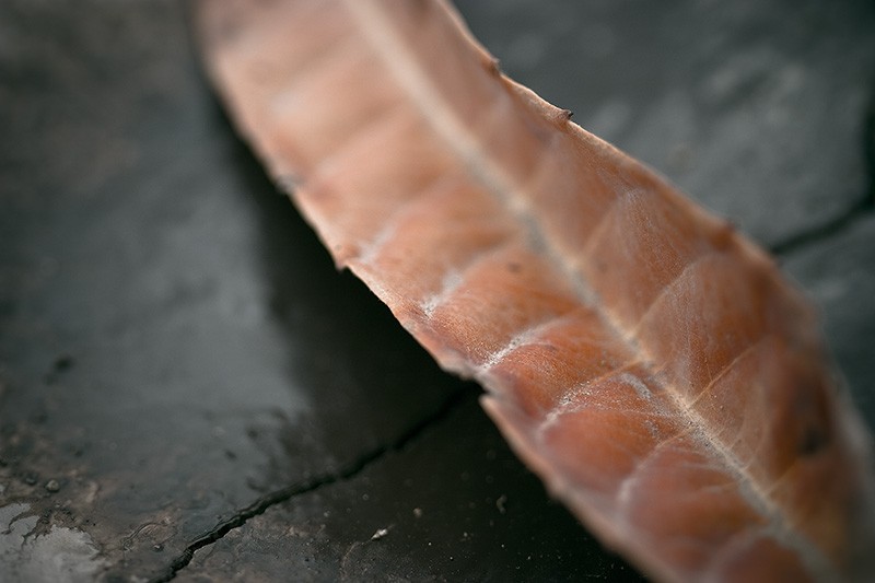 A dead loquat leaf lying on the surface of some delicious-looking mud.