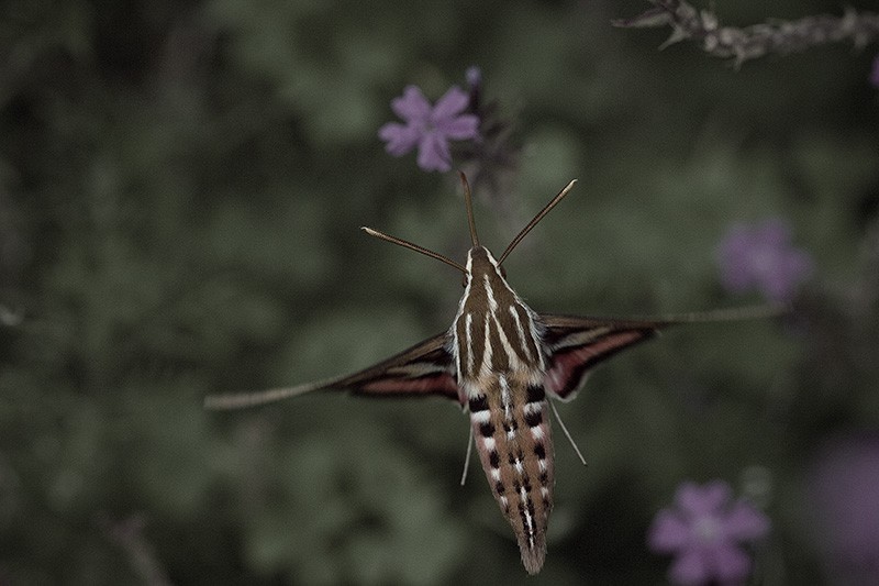 A Hummingbird Hawk-moth hovering while it feeds on nectar from a flower.