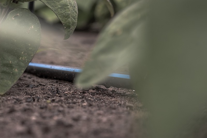 A black irrigation hose passes through a section of bean plants.