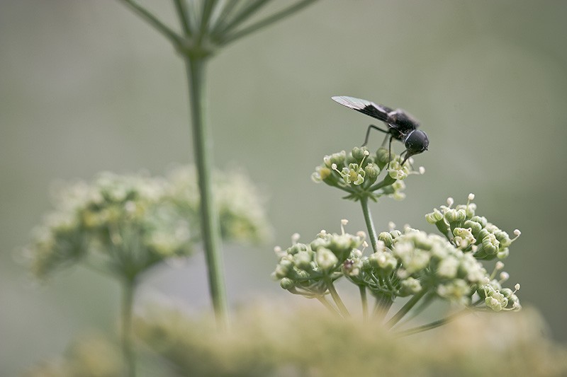 A fly drinks from a dill flower.