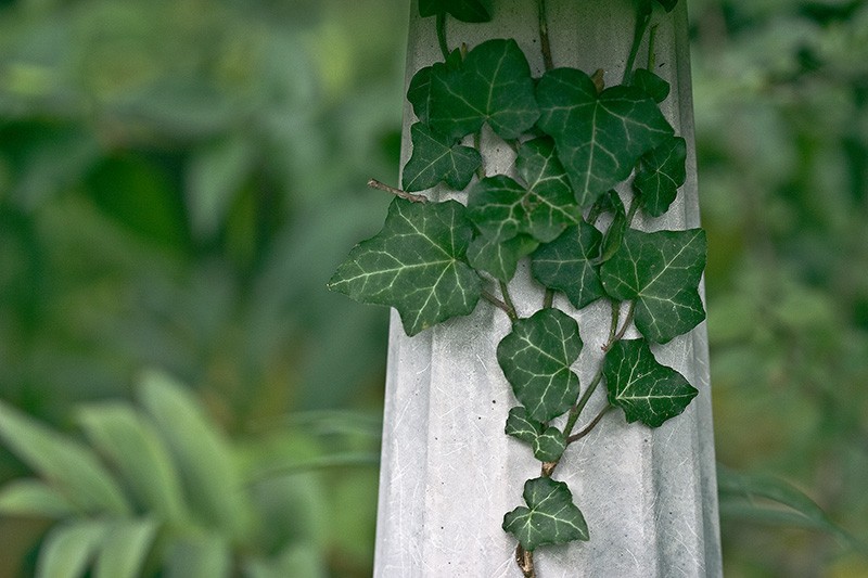 Ivy climbing up the base of a birdbath.