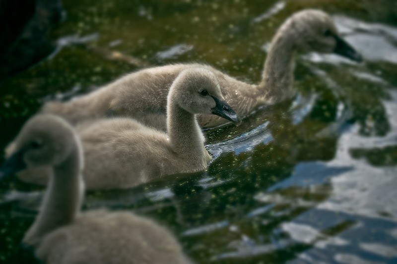 Three Black Swan cygnets swimming together.
