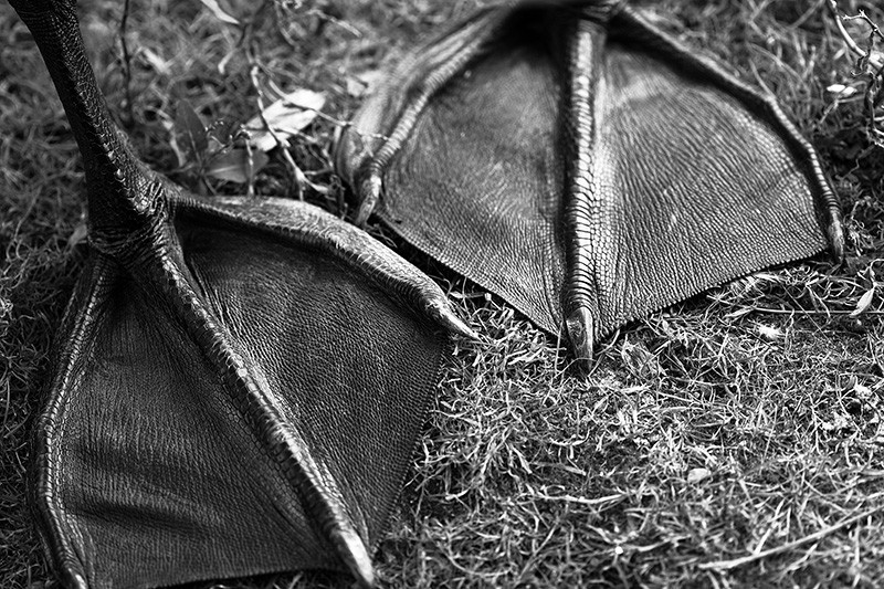 Feet of a swan.