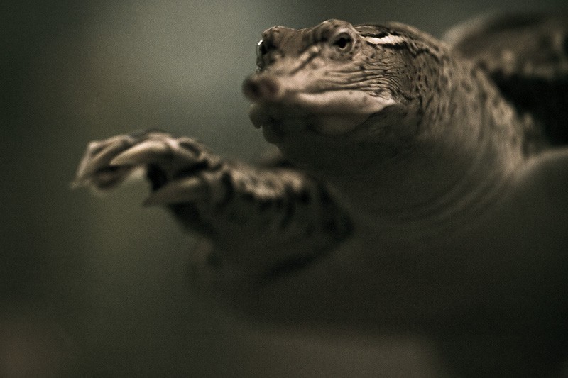 A Spiny Soft-shell turtle extending one foot forward.