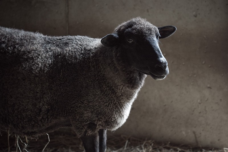 A black sheep with partially white wool.