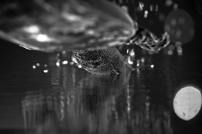 An upside-down image of a Spiny Soft-shell turtle surfacing.