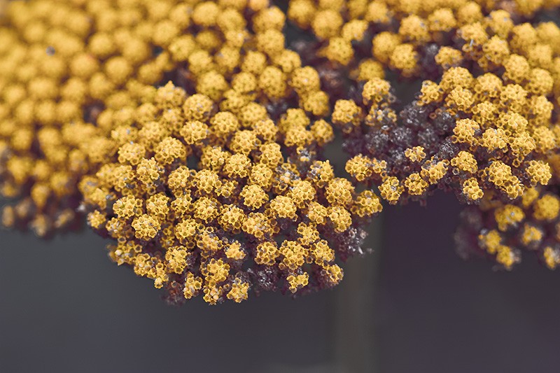 Detailed view of yellow flowers.