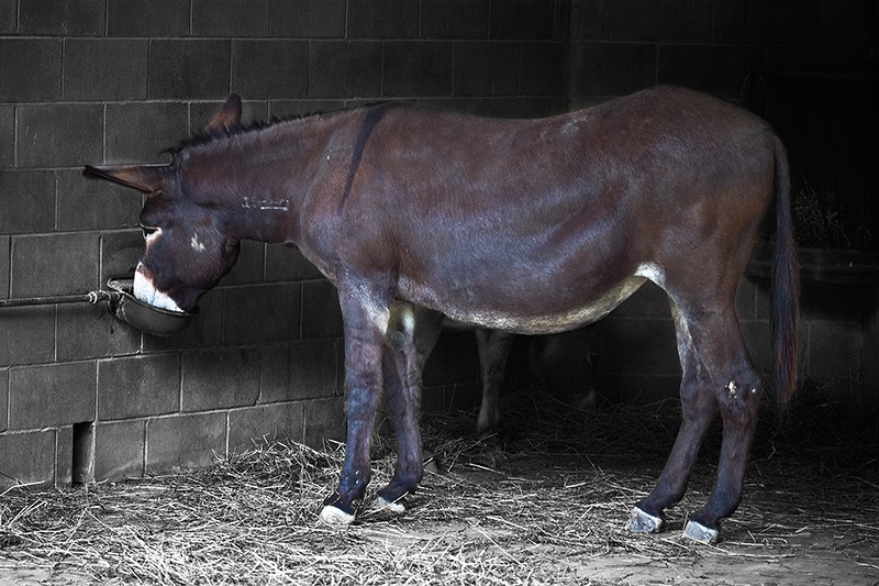 A mule drinking some water from its drinking fountain.