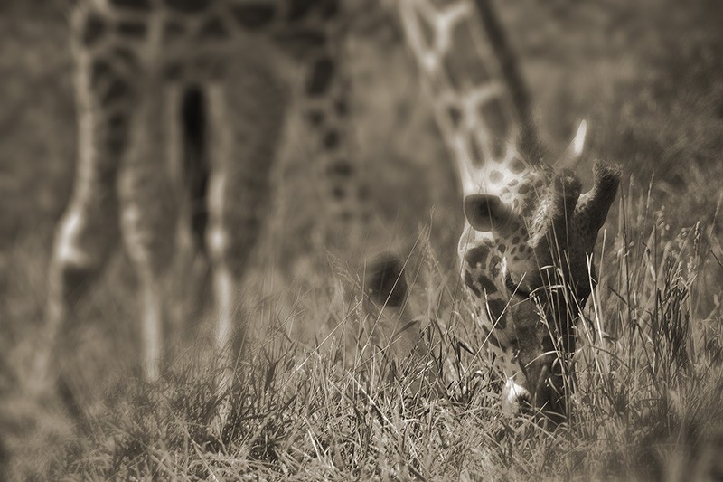 A giraffe bending down to feed on grass.