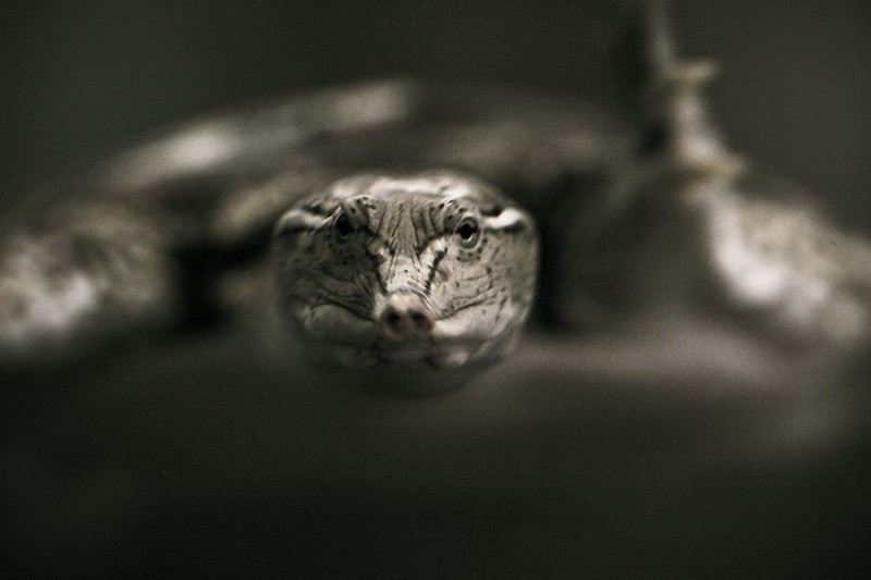 A Spiny Soft-shell turtle swimming directly at the camera.