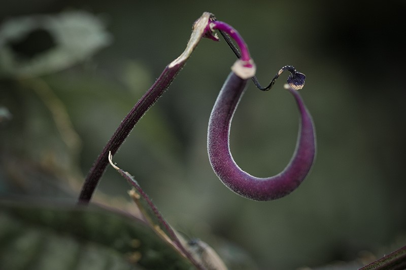 A single purple bean pod hanging from the plant.