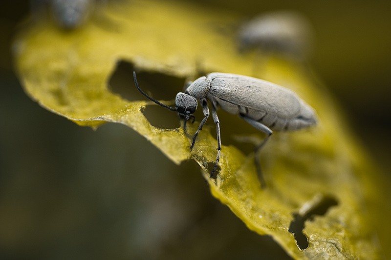 A gray blister beetle eating plant leaves.