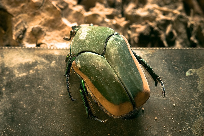 A green and yellow beetle.