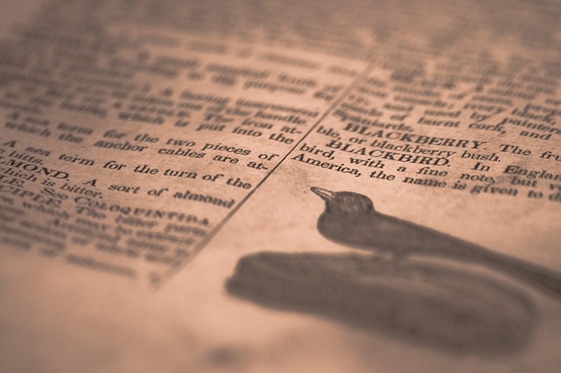 A detailed view of a dictionary page, featuring an illustration of a blackbird.