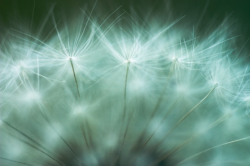 An extreme closeup of dandelion achenes.