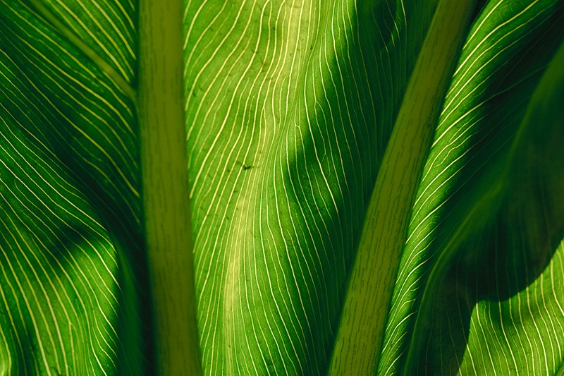 A large leaf backlit by the morning sun.