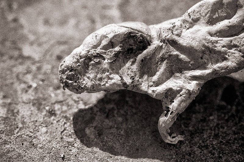 A dead and mummified rat.