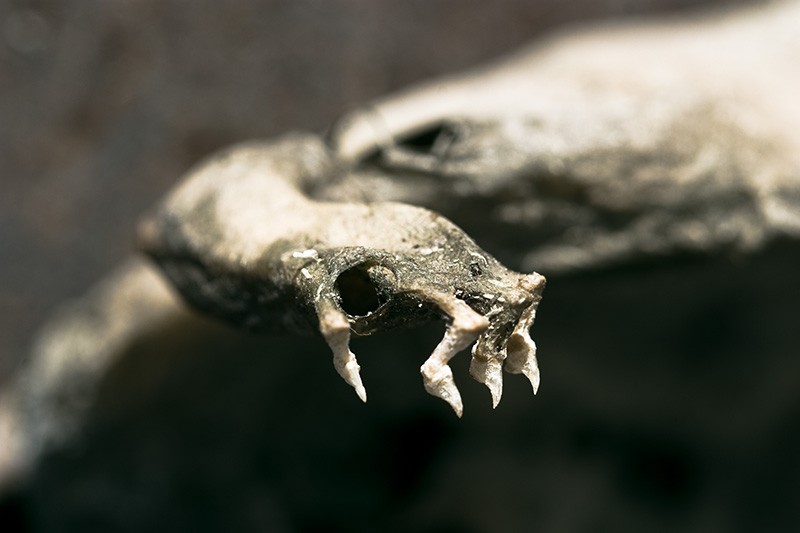The claws of a dead rat.