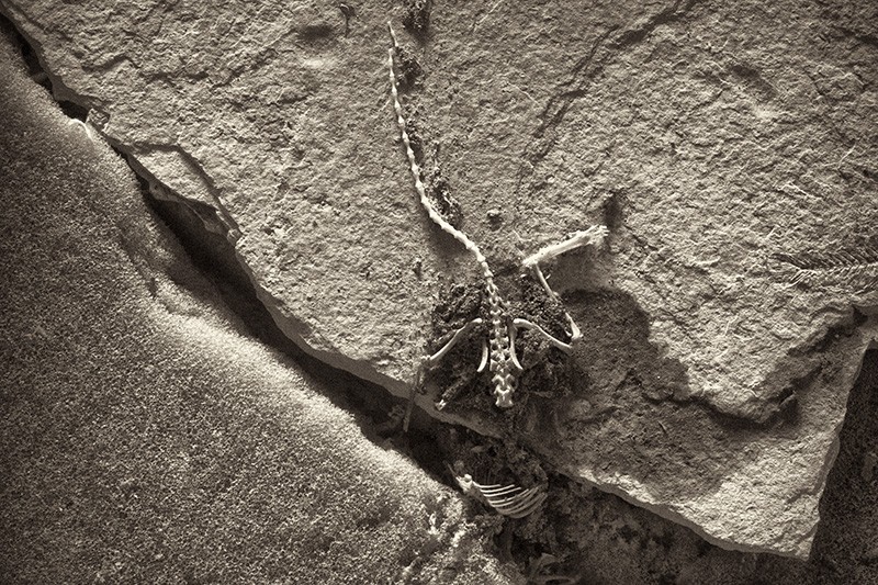 A rat skeleton lying on the stone surface where it died.