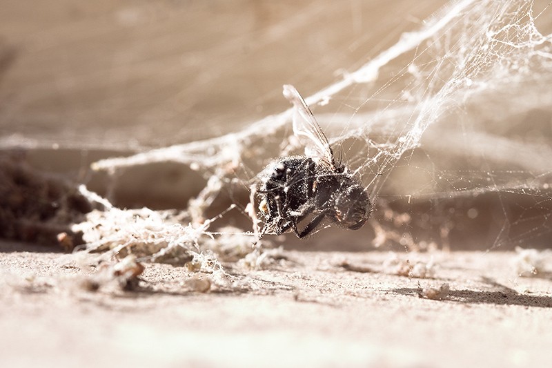 A dead fly caught in a complex spider web.