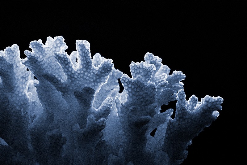 Backlit coral, resembling faces and hands reaching out of the shadows.